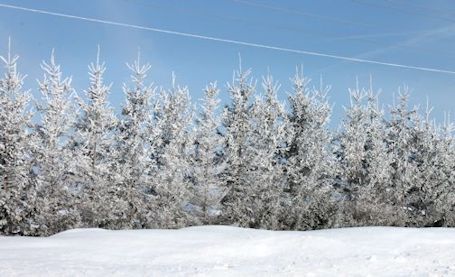 Frosty Sunday morning