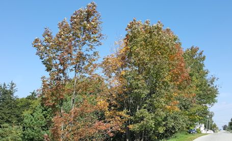 Sure signs that autumn is on its way