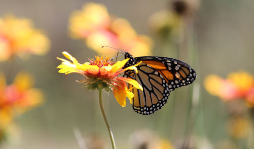 NIMBY: Nature In My Back Yard - Lights out!