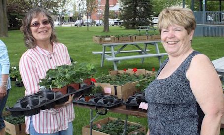Kincardine hospital auxiliary sells 2,200 geraniums at annual fund-raiser