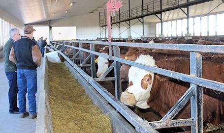 Ontario cattle producers stop at Eby farm in Kincardine during feedlot bus tour