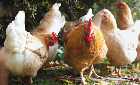​No harm, no fowl, as backyard chickens get the axe in Huron-Kinloss