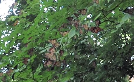 Monarch butterfly population dramatically increased, says reader
