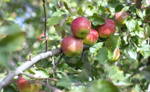 ​Bruce Botanical Food Gardens hosting apple tree grafting workshop, April 25