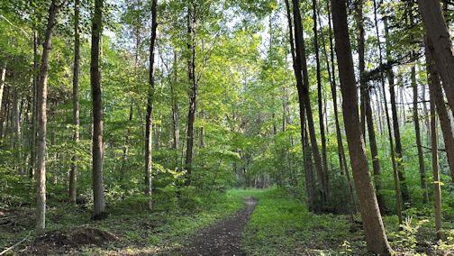 SVCA invites volunteers to plant trees at Stoney Island Conservation Area