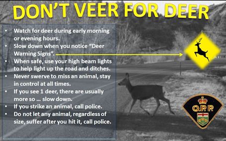 Police offer tips for drivers to avoid collisions with deer