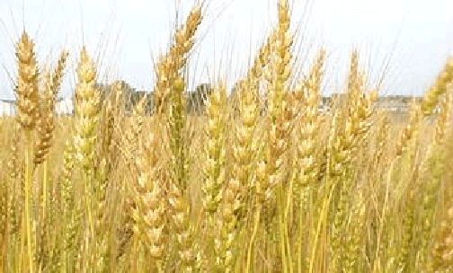 DONALD JAMES McINTOSH