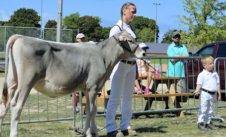 Bruce County 4-H Showing and Fitting Club Achievement Day held at Kincardine Fall Fair
