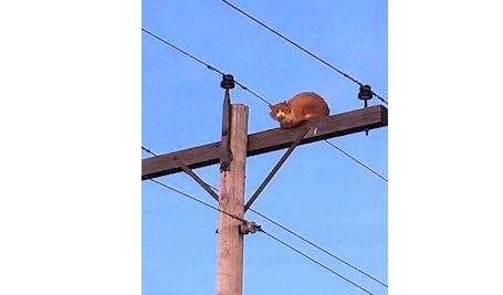 Cat rescued from top of hydro pole in Huron-Kinloss Township