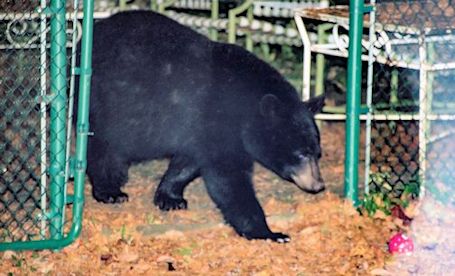 Bear-sighting in Lake Huron Highlands, north of Town of Kincardine, Tuesday night