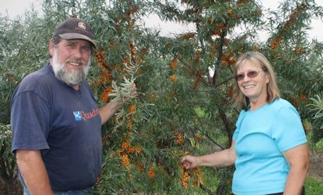 Sea buckthorn berries harvested on farm near Lucknow