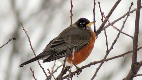 Robin-sighting in Lorne Beach