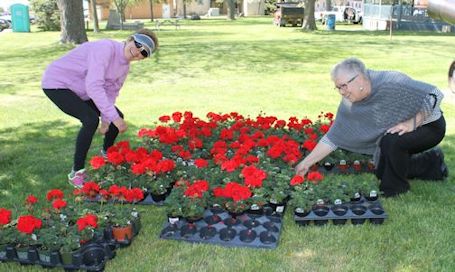 Kincardine hospital auxiliary sells 2,150 geraniums at annual sale