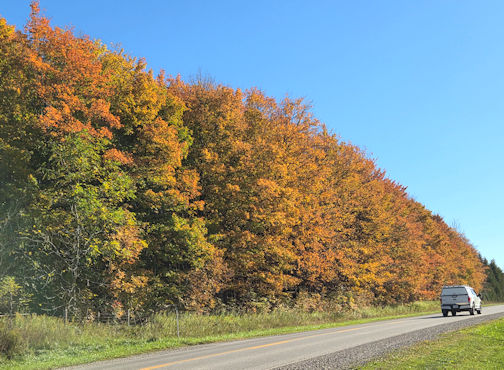 ​Get out and enjoy the gorgeous fall colours, and check out giant pumpkin