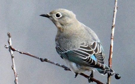 Results now available for 2017 Kincardine Christmas Bird Count