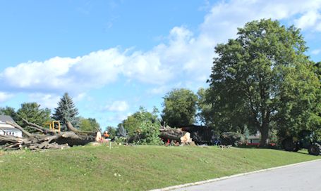Majestic maple trees removed from corner of Kincardine Avenue and Fraser Drive, Kincardine