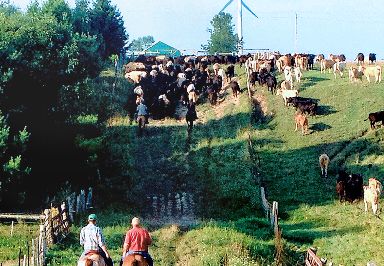 Bruce Community Pasture to mark 50th anniversary