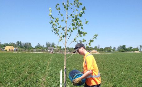 American Sycamore tree is focal point of future foraging forest at Bruce Botanical Food Gardens