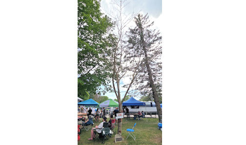 ​Dead Rowan Tree in Victoria Park, Kincardine, to be replaced
