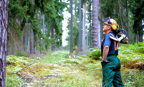 Public urged to complete survey about Bruce County's 20-year Forest Management Plan