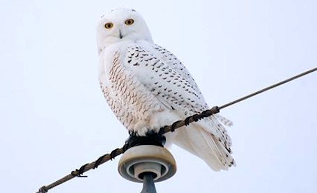 Snowy owl on a line causes power outage in Point Clark area