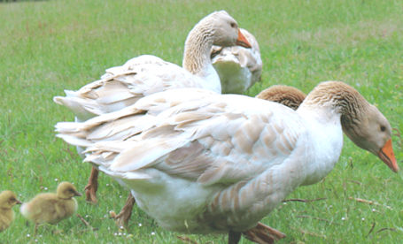 Remembering the delicious tradition of roast goose at Christmas