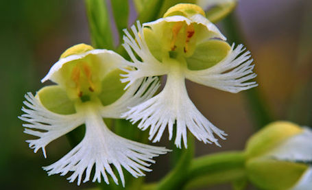 Huron Fringe Field Naturalists hear about quest to document wild orchids