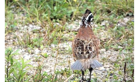 Photo in story is of a Northern Bobwhite Quail, says reader