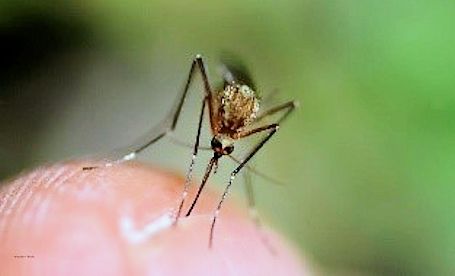 Human case of West Nile Virus reported in Grey-Bruce region
