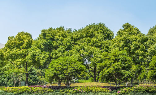 Kincardine conducting survey about removal of trees on private property